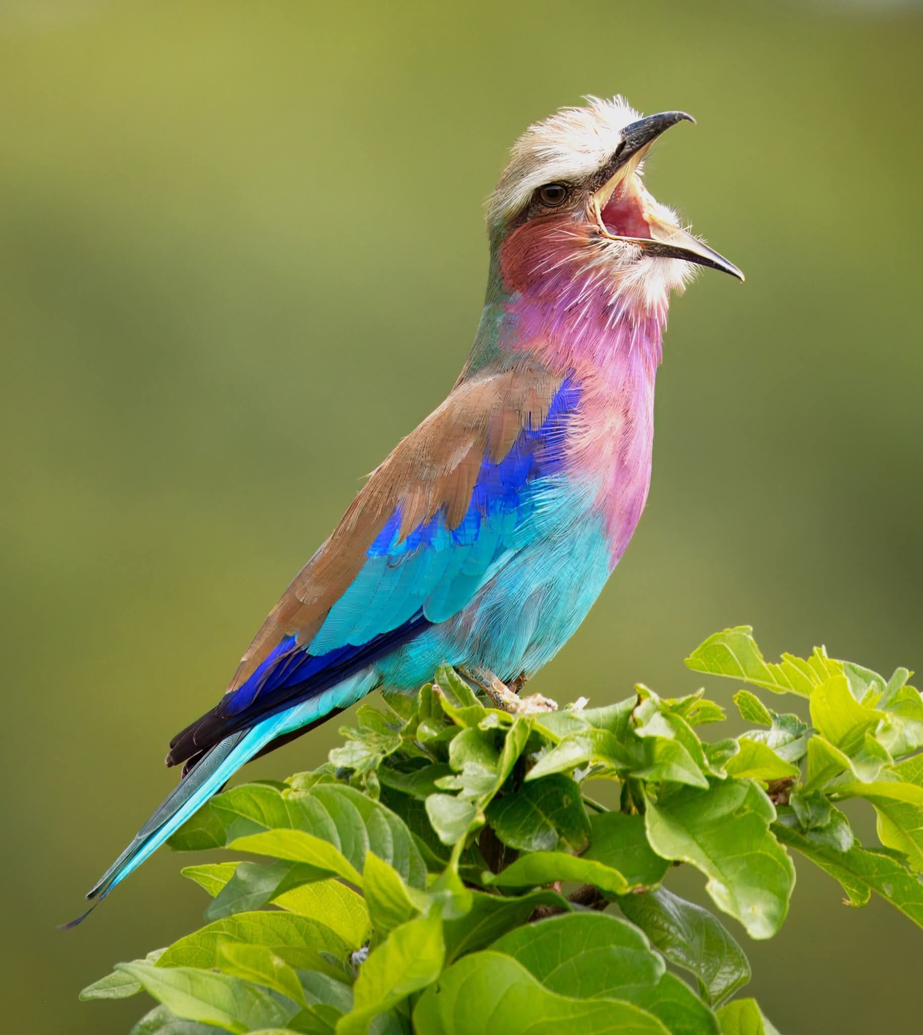 Lilac-breasted Roller